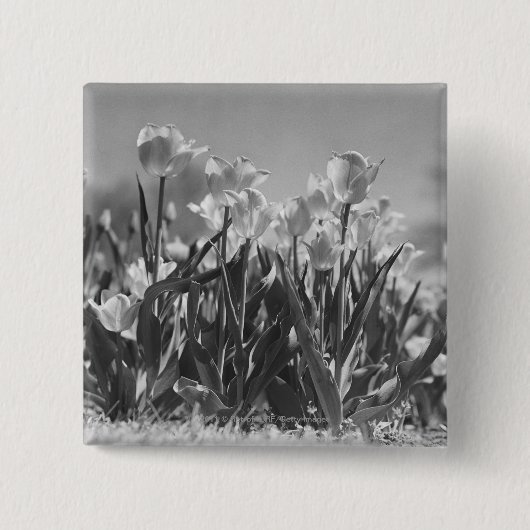 Tulpen in der Blüte Button (Vorderseite)