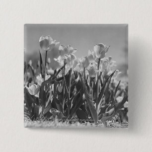 Tulpen in der Blüte Button