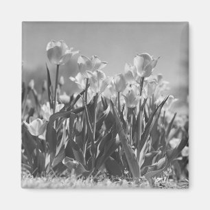 Tulpen in der Blüte Magnet