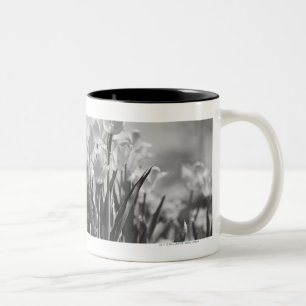 Tulpen in der Blüte Zweifarbige Tasse