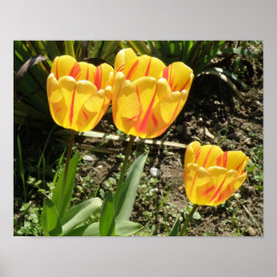 Tulpen in der Sonne Druck Poster