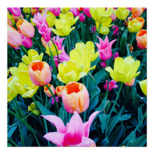 Tulpen in der Stadt Poster