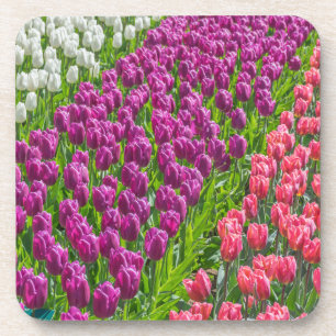 Tulpen in drei Farbharten PlastikUntersetzer Untersetzer