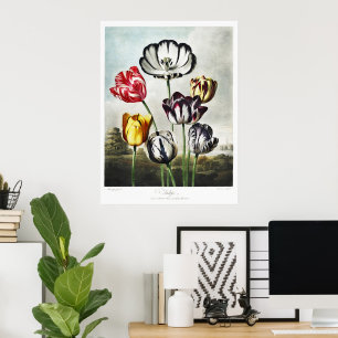 Tulpen in verschiedenen Farben im launischen Regen Poster