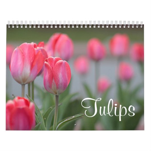 Tulpen Kalender (Titelbild)
