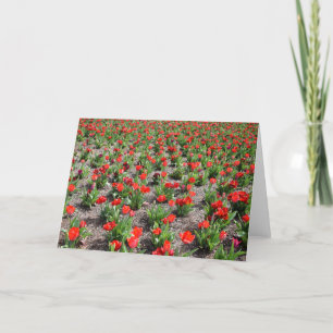 Tulpen, Karte