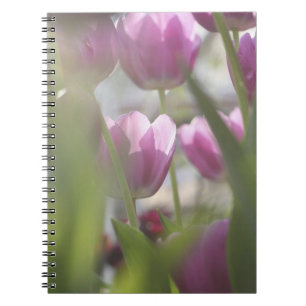 Tulpen, Keukenhoff-Gärten, Niederlande. Notizblock