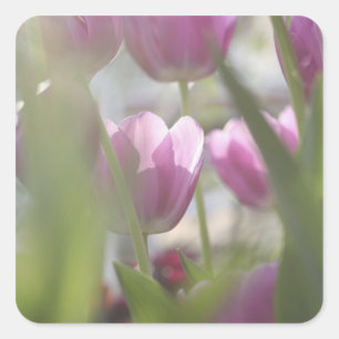 Tulpen, Keukenhoff-Gärten, Niederlande. Quadratischer Aufkleber