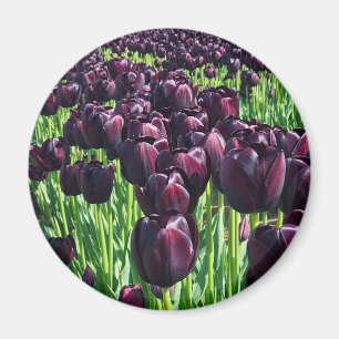Tulpen "Königin der Nacht" Magnet