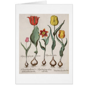 Tulpen: lutea 1.Tulipa maculis rubens; Au 2.Tulipa