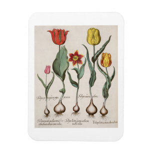 Tulpen: lutea 1.Tulipa maculis rubens; Au 2.Tulipa Magnet