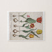 Tulpen: lutea 1.Tulipa maculis rubens; Au 2.Tulipa Puzzle (Horizontal)