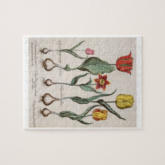 Tulpen: lutea 1.Tulipa maculis rubens; Au 2.Tulipa Puzzle (Horizontal)