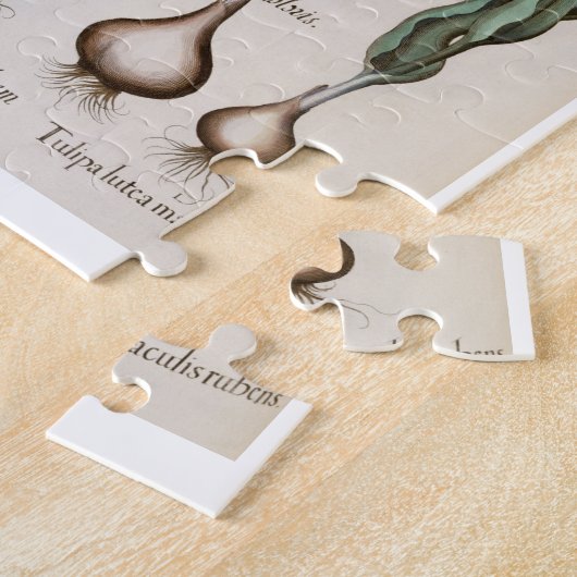 Tulpen: lutea 1.Tulipa maculis rubens; Au 2.Tulipa Puzzle (Seite)