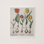 Tulpen: lutea 1.Tulipa maculis rubens; Au 2.Tulipa Puzzle (Vertikal)