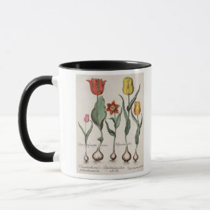 Tulpen: lutea 1.Tulipa maculis rubens; Au 2.Tulipa Tasse
