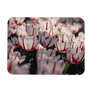 Tulpen Magnet