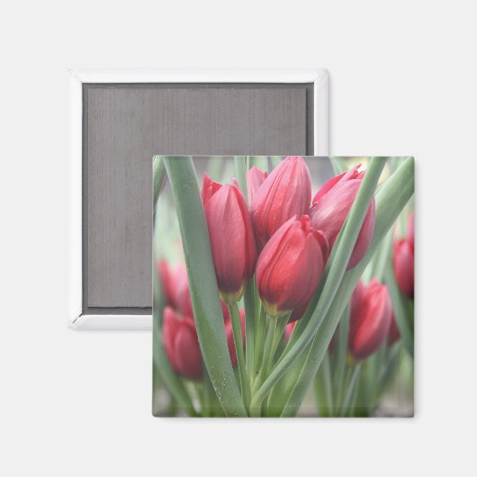 Tulpen Magnet (Vorderseite/Rückseite)