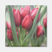 Tulpen Magnet (Vorne)