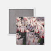 Tulpen Magnet (Vorderseite/Rückseite)