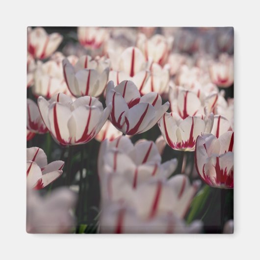 Tulpen Magnet (Vorne)