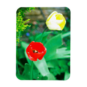 Tulpen Magnet