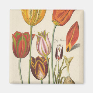 Tulpen Magnet
