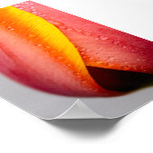Tulpen mit Regentropfen Poster (Ecke)