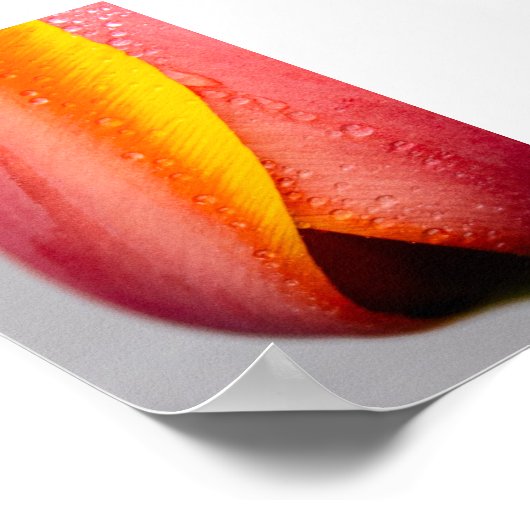 Tulpen mit Regentropfen Poster (Ecke)