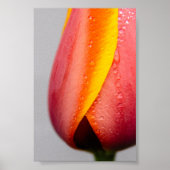 Tulpen mit Regentropfen Poster (Vorne)