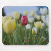 Tulpen Mousepad (Vorne)