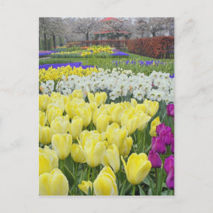 Tulpen, Narzissen und Traubenhyazinthenblüten, Postkarte