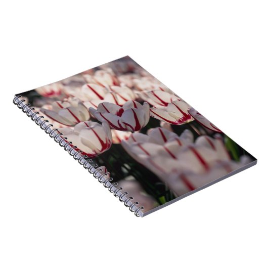 Tulpen Notizblock (Rechte Seite)