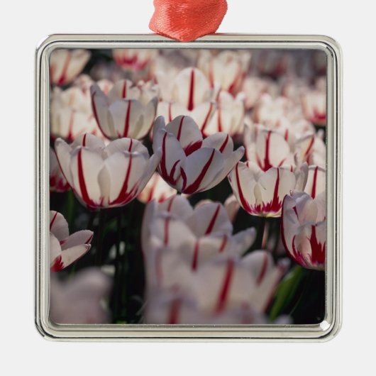 Tulpen Ornament Aus Metall (Vorne)