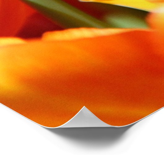 Tulpen Poster (Ecke)
