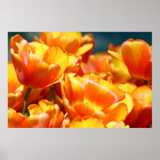 Tulpen Poster