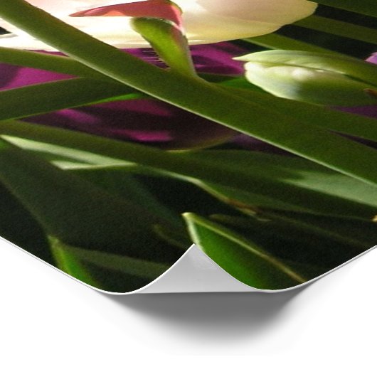 Tulpen Poster (Ecke)