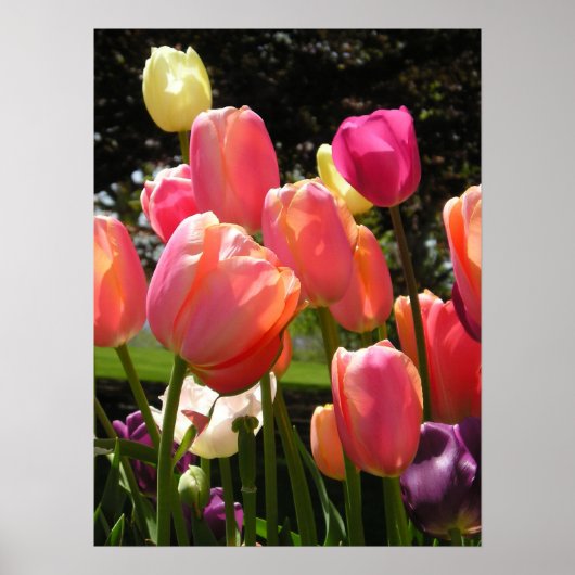 Tulpen Poster (Vorne)