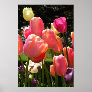 Tulpen Poster