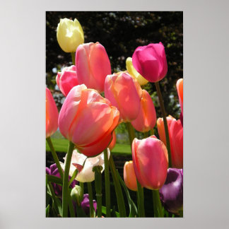 Tulpen Poster
