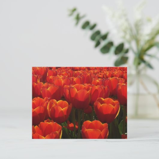 Tulpen Postkarte (Stehend Vorderseite)