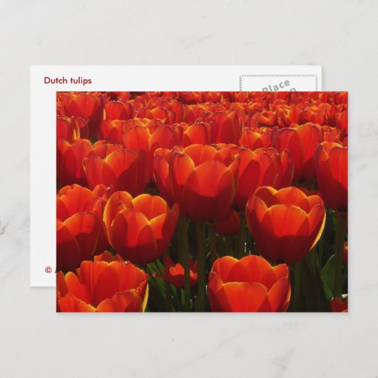 Tulpen Postkarte (Vorne/Hinten)