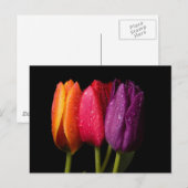 Tulpen Postkarte (Vorne/Hinten)