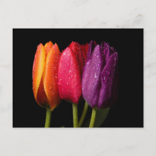 Tulpen Postkarte