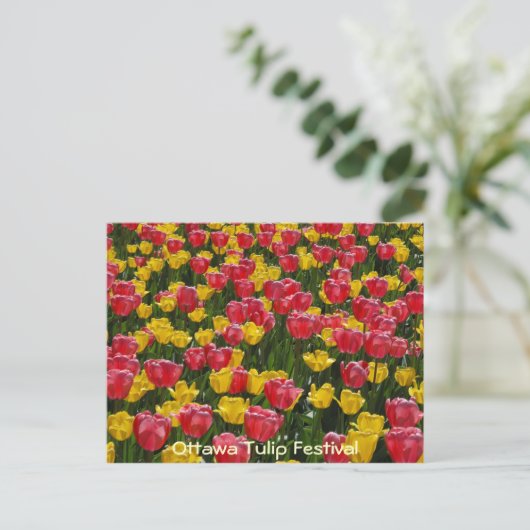 Tulpen. Postkarte (Stehend Vorderseite)