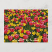 Tulpen. Postkarte (Vorderseite)