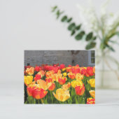 Tulpen Postkarten (Stehend Vorderseite)