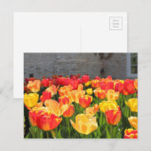 Tulpen Postkarten (Vorne/Hinten)