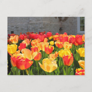 Tulpen Postkarten