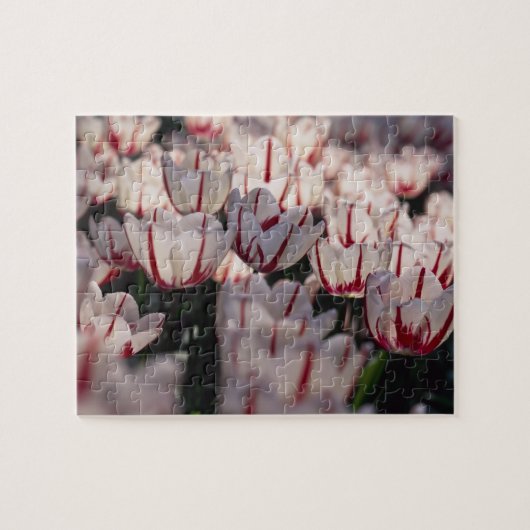 Tulpen Puzzle (Horizontal)